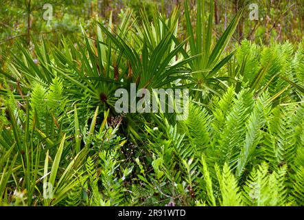 saw palmettos and ferns  along the swamp island drive in the marshes of okenfenokee national wildlife refuge in southern georgia Stock Photo