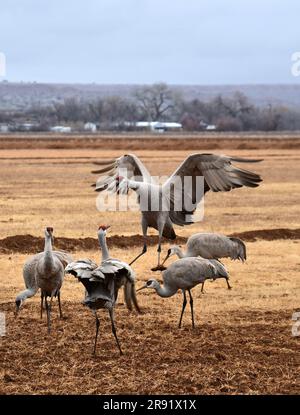 Sandhill Crane Bernardo Waterfowl Area – Bosque, New Mexico USA Stock ...