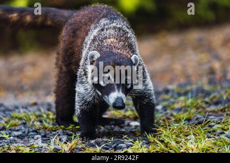 Coati standing on pebbles in forest Stock Photo