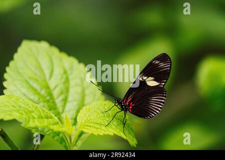 Sara longwing butterfly sitting on fresh green leaf in forest Stock Photo