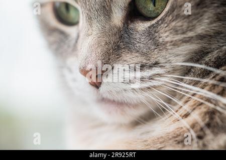 Macro close-up photo of a grey dilute torbie cat's nose and whiskers with visible detail Stock Photo