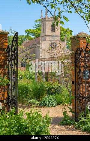 Doddington Hall Lincolnshire, growing sweet peas, fragrance, Victorian garden, trellis, wigwam shaped, poles tied together, binding with string climb. Stock Photo