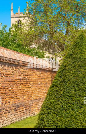 Doddington Hall Lincolnshire, growing sweet peas, fragrance, Victorian garden, trellis, wigwam shaped, poles tied together, binding with string climb. Stock Photo