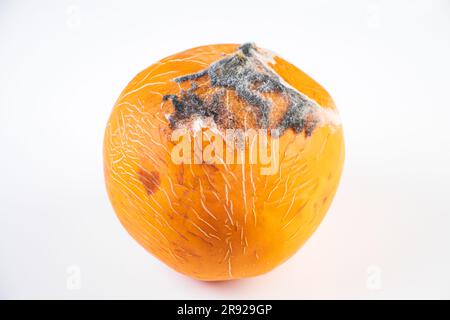 Close-up of mold on fruit. Moldy melon. Spoiled rotten food. Improper storage of vegetables. Stock Photo