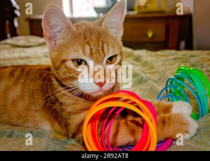 Wolfie, a 10-week-old orange and white kitten, plays with a plastic Slinky spring toy, June 7, 2023, in Coden, Alabama. Stock Photo