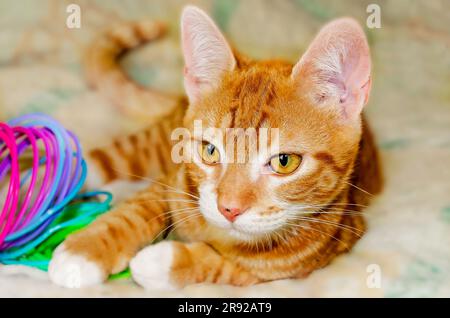 Wolfie, a 10-week-old orange and white kitten, plays with a plastic Slinky spring toy, June 7, 2023, in Coden, Alabama. Stock Photo