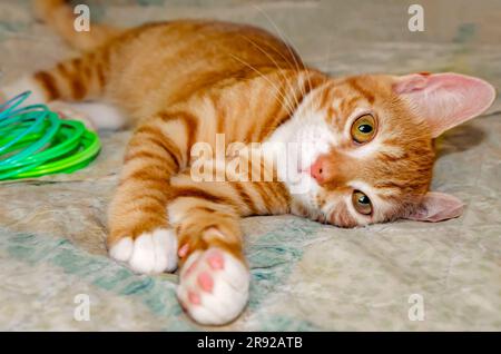 Wolfie, a 10-week-old orange and white kitten, plays with a plastic Slinky spring toy, June 7, 2023, in Coden, Alabama. Stock Photo