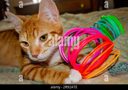 Wolfie, a 10-week-old orange and white kitten, plays with a plastic Slinky spring toy, June 7, 2023, in Coden, Alabama. Stock Photo