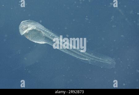 Japanese weatherfish (Misgurnus anguillicaudatus), arva immediately after hatching, side view Stock Photo