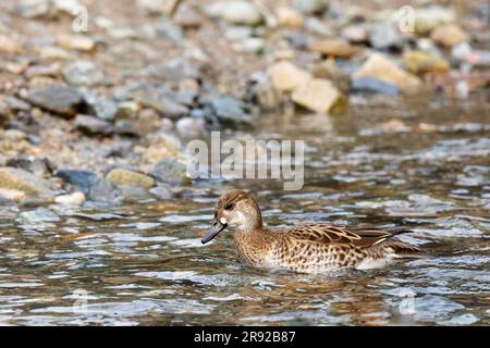 baikal teal (Anas formosa, Nettion formosum), wintering female swimming on lake, Japan Stock Photo