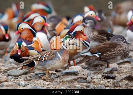 baikal teal (Anas formosa, Nettion formosum), Wintering males standing in front of a group of Manderin Ducks, Japan Stock Photo