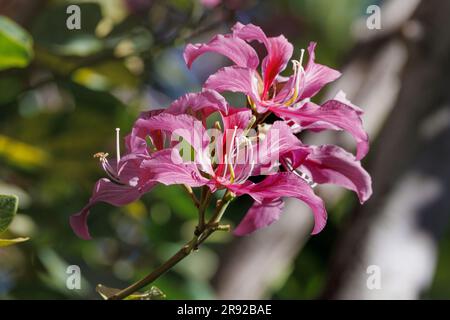 Hong Kong orchid tree, camel's foot (Bauhinia x blakeana), flowers, USA, Hawaii, Maui Stock Photo