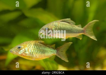 High fin brochis, Emerald catfish (Corydoras splendens, Brochis splendens, Callichthys splendens), male and female, side view Stock Photo