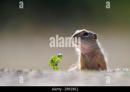 European ground squirrel, European suslik, European souslik (Citellus citellus, Spermophilus citellus), looking out its burrow, Hungary Stock Photo