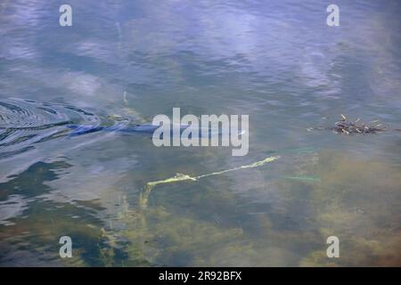 asp (Aspius aspius, Leuciscus aspius), hunting, with fleeing small fishes, Germany, Bavaria, Naab, Kallmuenz Stock Photo