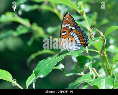 poplar admiral (Limenitis populi), sitting on a leaf, Finland Stock Photo