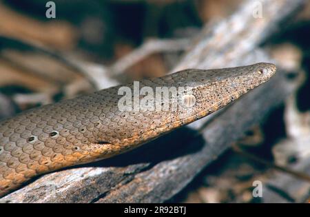 Burton's Legless Lizard (Lialis burtonis), portrait in the biotope, side view, Australia, Queensland Stock Photo