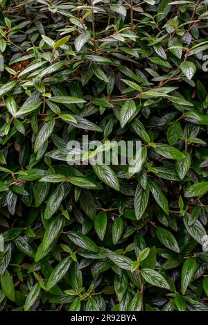 Cotoneaster salicifolius, the willow-leaved cotoneaster, is a drought-tolerant, evergreen to semi-evergreen, low-lying, small to medium-sized shrub wi Stock Photo