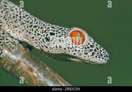 golden spiny-tailed gecko, the golden-tailed gecko (Strophurus taenicauda), portrait on a branch, side view, Australia, Queensland Stock Photo