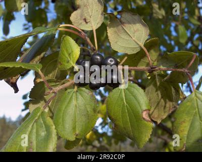 Common buckthorn (Rhamnus cathartica, Rhamnus catharticus), branch with fruits, Germany Stock Photo