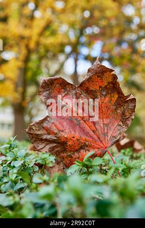 sycamore maple, great maple (Acer pseudoplatanus), brown autumn leaf on a hedge, Germany Stock Photo
