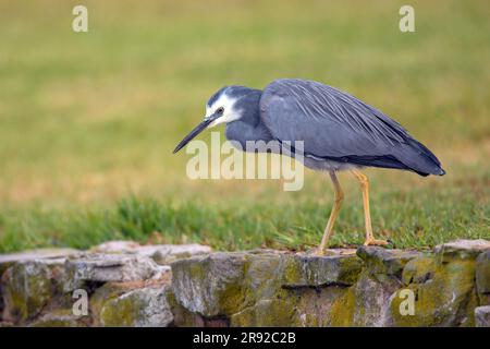 white-faced egret (Egretta novaehollandiae), sitting on a wall, Australia, Suedaustralien Stock Photo