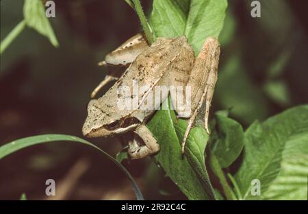 agile frog, spring frog (Rana dalmatina), on riparian vegetation, Germany, Bavaria, Schoenramer Filz Stock Photo