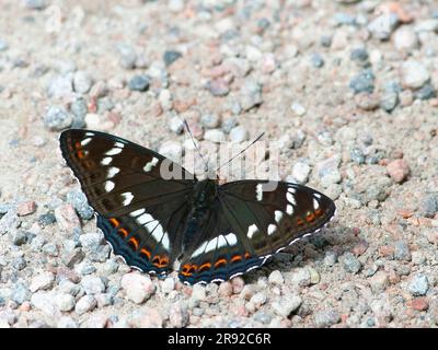 poplar admiral (Limenitis populi), sitting on the ground, Finland Stock Photo