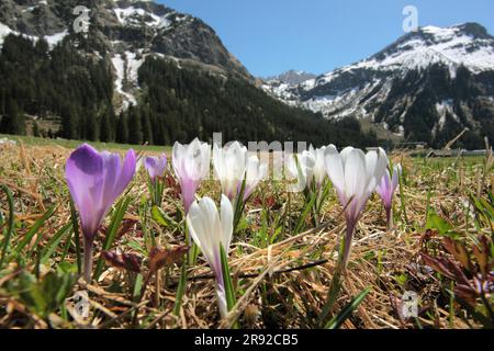 White crocus, Spring crocus (Crocus vernus ssp. albiflorus, Crocus albiflorus), blooming in the Alps, Austria, Tyrol, Tannheim Valley Stock Photo
