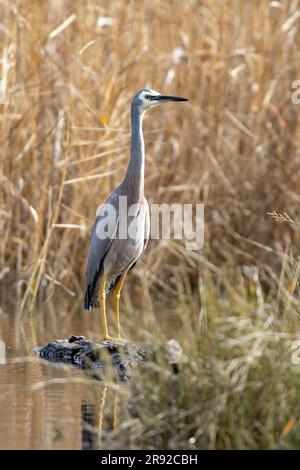 white-faced egret (Egretta novaehollandiae), in water, Australia, Suedaustralien Stock Photo