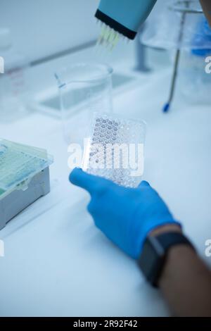 In vitro cellular assay using multi pipette and  well plate  cell culture Stock Photo