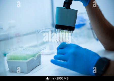 In vitro cellular assay using multi pipette and  well plate  cell culture Stock Photo