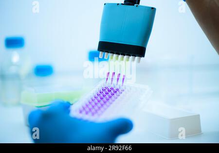 In vitro cellular assay using multi pipette and  well plate  cell culture Stock Photo