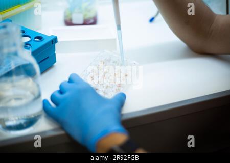 In vitro cellular assay using multi pipette and  well plate  cell culture Stock Photo