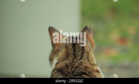 A close-up of a brown and white tabby cat gazing forward Stock Photo