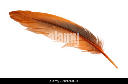 Beautiful orange bird feather isolated on white Stock Photo