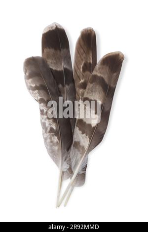Many beautiful bird feathers isolated on white, top view Stock Photo