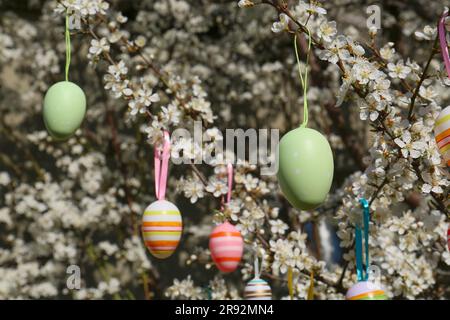 Beautifully painted Easter eggs hanging on blooming cherry tree outdoors Stock Photo