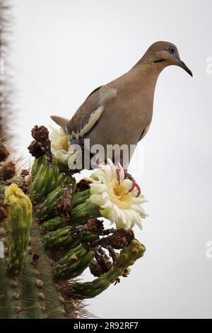 White-winged dove or Zenaida asiatica perching on a saguaro cactus flower at the Riparian water ranch in Arizona. Stock Photo