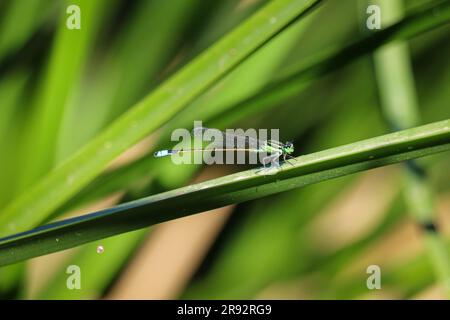Rambur's forktail or Ischnura ramburii perching on a reed at the Riparian water ranch in Arizona. Stock Photo