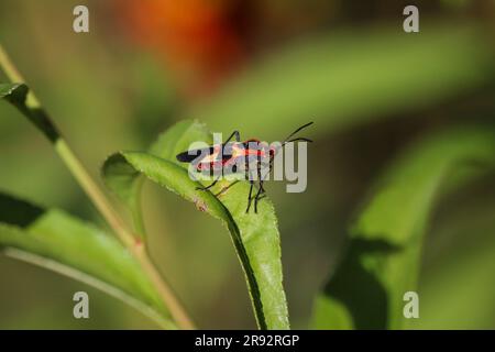 Large milkweed bug or Uncopeltus fasciatus on a milkweed leaf in a garden in Gilbert, Arizona. Stock Photo
