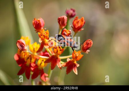 Small milkweed bug or Lygaeus kalmii on milkweed flowers in a garden in Gilbert, Arizona. Stock Photo