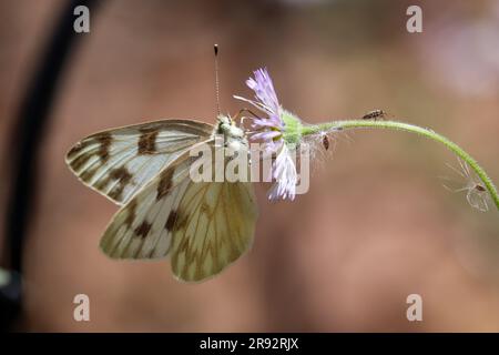 Female checkered white or Pontia protodice feeding on fleabane flowers in a yard in Payson, Arizona. Stock Photo