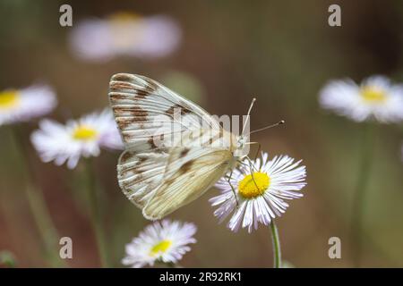 Female checkered white or Pontia protodice feeding on fleabane flowers in a yard in Payson, Arizona. Stock Photo