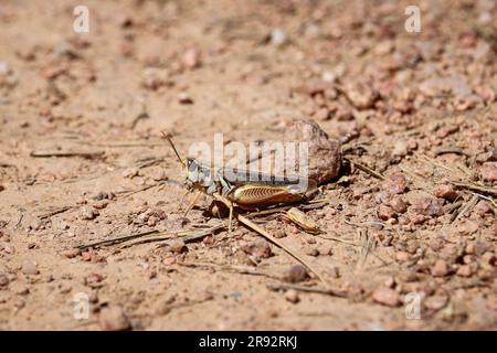 Spur-throated grasshopper or Melanoplinae standing on the ground at Rumsey Park in Arizona. Stock Photo