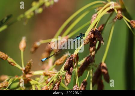 Male Pacific forktail or Ischnura cervula perching on a rush stem at Green Valley Park in Payson, Arizona. Stock Photo