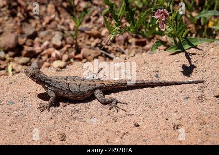 Female Ornate tree lizard or Urosaurus ornatus sunny on concrete at the Payson College Campus in Arizona. Stock Photo