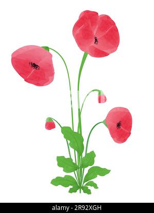 Poppy flowers Watercolor design element Vector illustration for Remembrance Day, Anzac Day Isolated on white background Stock Vector