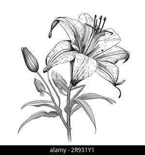 Hand drawn watercolor lily sketch Watercolor isolated white and pink lily  14326089 Vector Art at Vecteezy