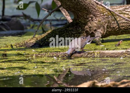 The Mourning dove (Zenaida macroura), drinking from the lake Stock Photo